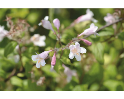 Närbild av blommor från skönhetsklocka