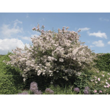Blommande buske i trädgården