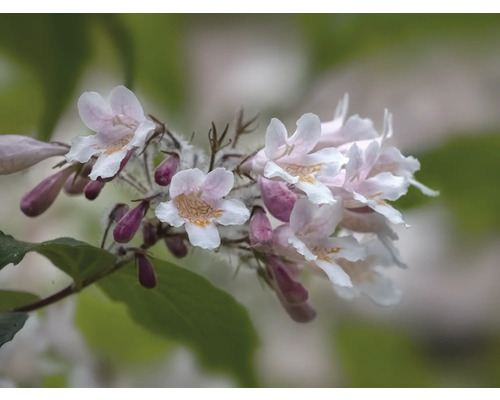 Blommande gren med fina blommor och knoppar