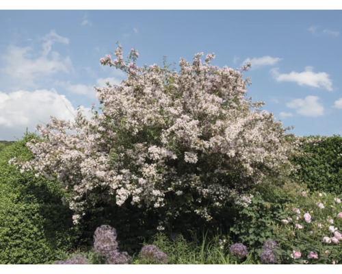 Blommande prydnadsbuske i trädgården