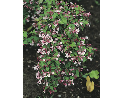 Blommande abelia buske med gröna blad