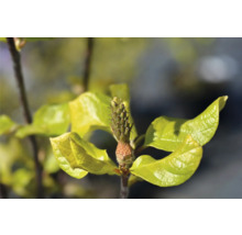 Närbild av en avenbok med blad och knoppar