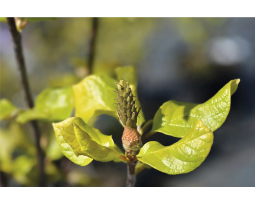 Närbild av en avenbok med blad och knoppar