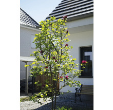 Magnoliaträd i trädgården med bänk och cykelställ