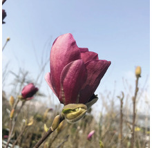 Närbild av en purpurröd magnoliablomma