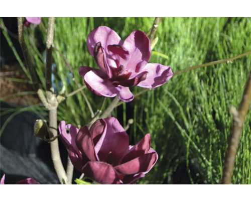 Magnolia med purpurfärgade blommor