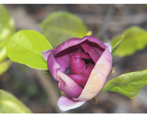 Rosenmagnolia OMNIA GARDEN Magnolia (Liliiflora-Gruppen) 'Genie' 1-pack Närbild av en purpurröd magnoliablomma med gröna blad