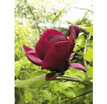 Närbild av en blommande, röd magnolia i trädgården.