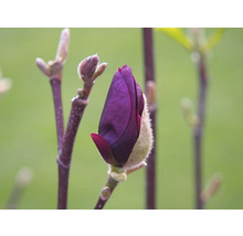 Närbild av en ännu stängd, purpurfärgad magnoliablomma