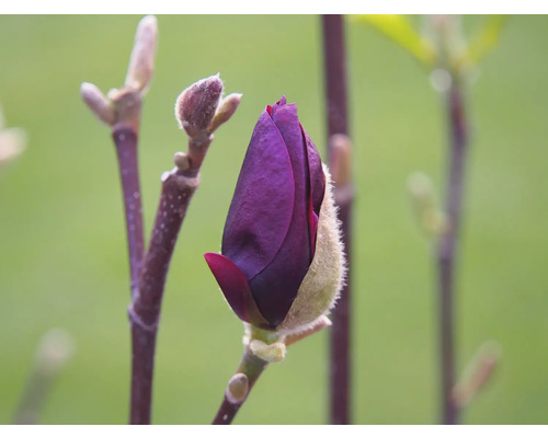 Närbild av en ännu stängd, purpurfärgad magnoliablomma