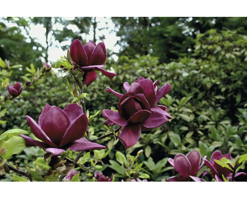 Närbild av en blommande purpurfärgad magnolia i trädgården