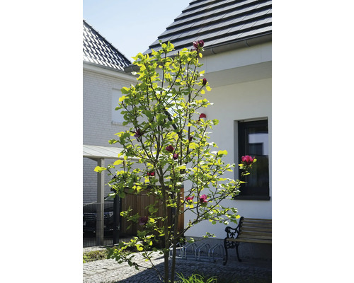 Magnoliaträd i trädgården framför ett bostadshus