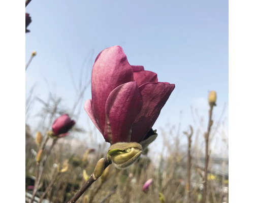 Magnoliablomma mot blå himmel