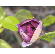 Närbild av en purpurröd magnoliablomma med gröna blad