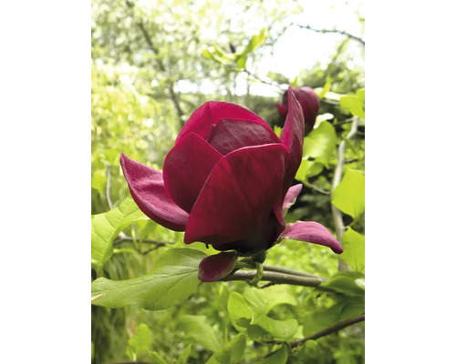 Närbild av en purpurröd magnoliablomma i trädgården.