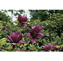 Närbild av blommande magnolior i trädgården