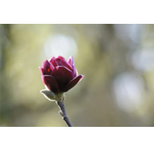 Närbild av en purpurfärgad magnoliablomma på en gren