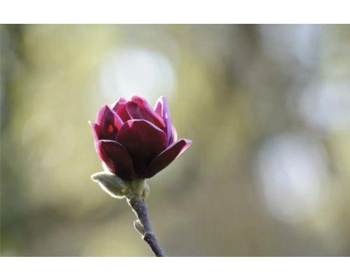 Närbild av en purpurfärgad magnoliablomma på en gren