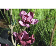 Närbild av en purpurröd magnoliablomma