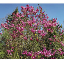 Magnolia med många blommor