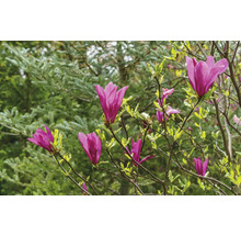 Blommande magnolia i trädgården