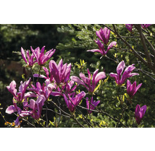 Magnolia med purpurfärgade blommor i trädgården