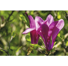 Närbild av purpurröda magnoliablommor