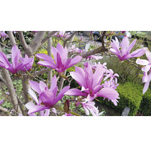 Närbild av magnolia med lila blommor