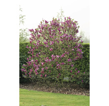 Magnolia träd med violetta blommor i en trädgård