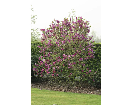 Rosenmagnolia 'Susan' OMNIA GARDEN Magnolia (Liliiflora-Gruppen) 'Susan' 1-pack Magnolia träd med violetta blommor i en trädgård