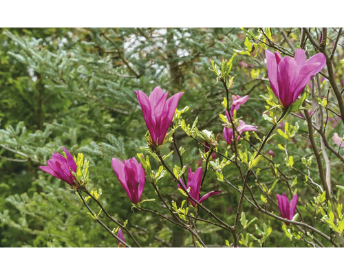 Magnolia med lila blommor i trädgården