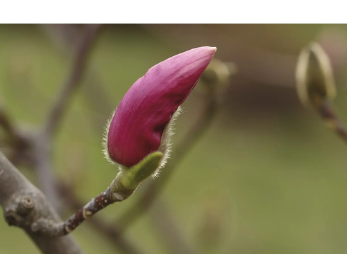 Närbild av en magnoliablomknopp på en gren