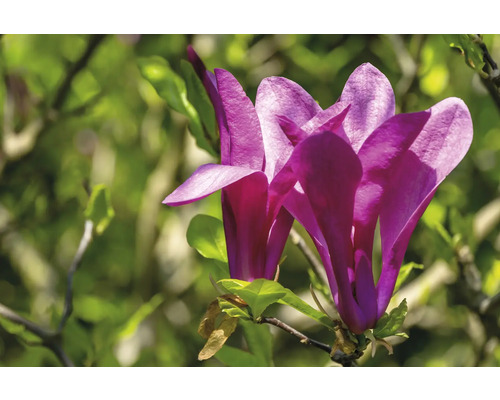 Närbild av purpurfärgade magnoliablommor på en gren