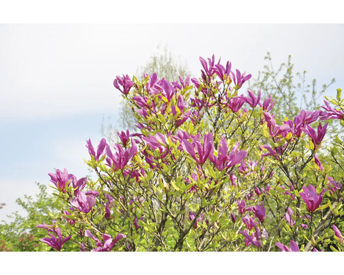 Magnoliaträd med lila blommor
