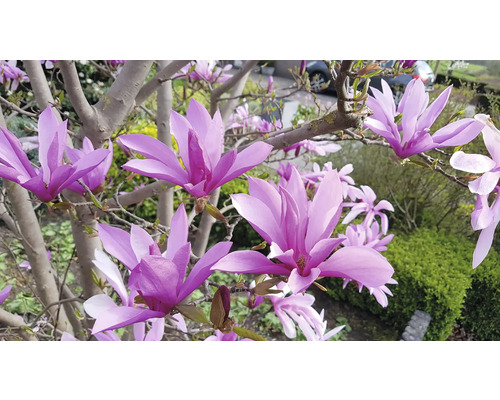 Blommande magnolia i trädgården