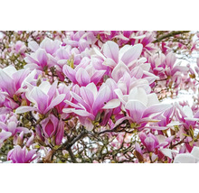 Närbild av magnoliablommor på ett träd