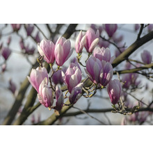 Närbild av magnoliablommor på ett träd