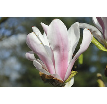 Närbild av en utslagen magnoliablomma