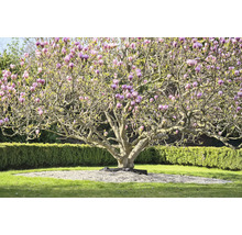 Magnoliaträd med lila blommor i trädgården