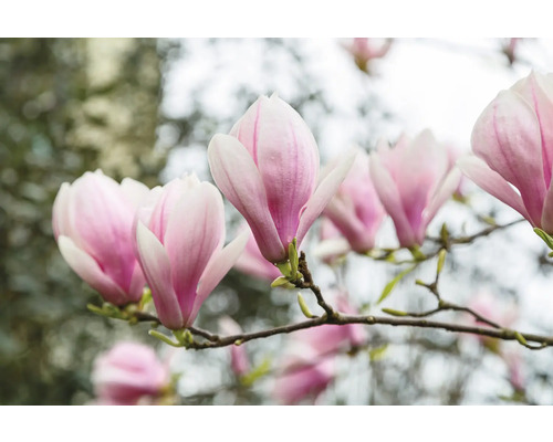 Närbild av rosa magnolia blommor på en gren
