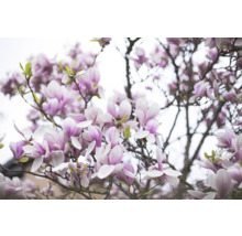Närbild av ett magnoliaträd med blommor