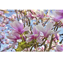 Närbild av magnoliablommor på ett träd