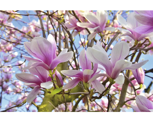 Närbild av magnoliablommor på ett träd