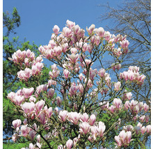 Magnolia träd med rosa blommor mot en blå himmel