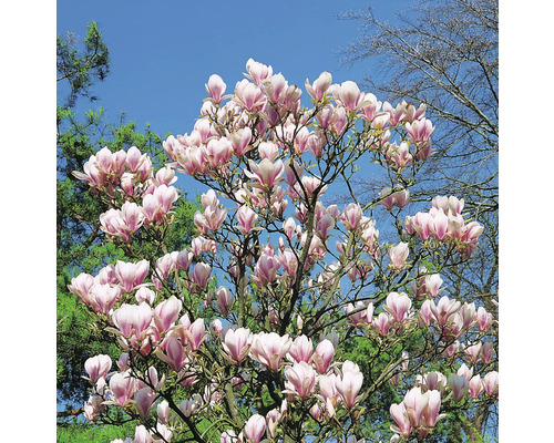 Magnolia träd med rosa blommor mot en blå himmel