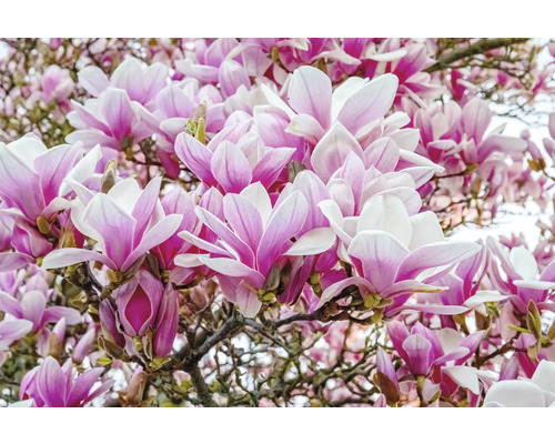 Närbild av magnoliablommor på ett träd