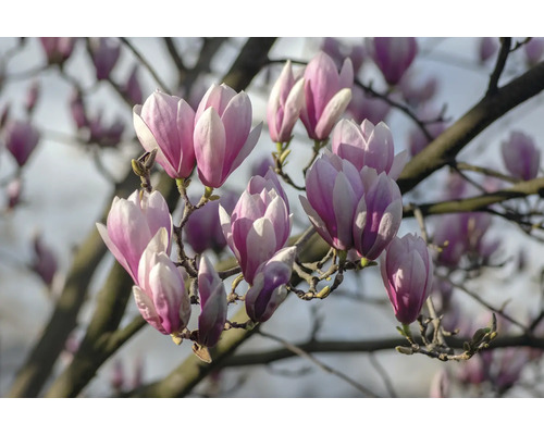 Närbild av magnoliablommor på en gren