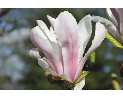 Närbild av en magnoliablomma