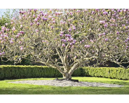 Magnolia med rosa blommor i trädgården.