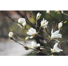 Magnoliablommor på grenar
